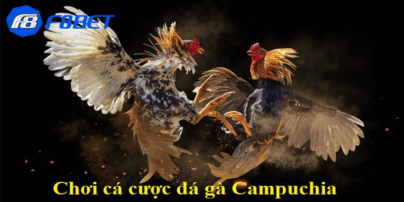 Các loại cược trong cá cược đá gà Campuchia 